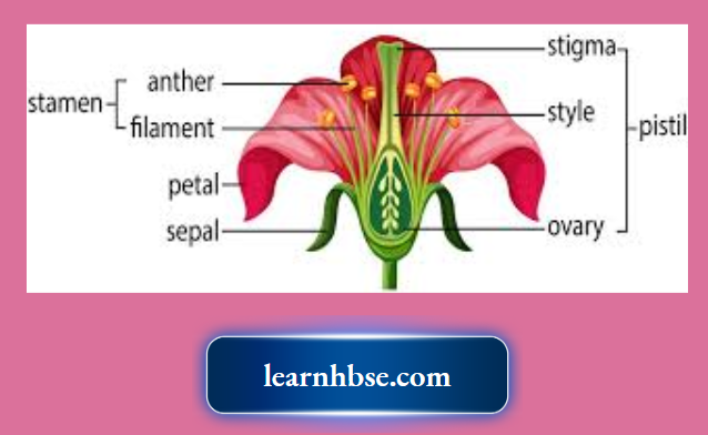HBSE Solutions Class 10 Biology Chapter 2 The Different Parts Of A Flower