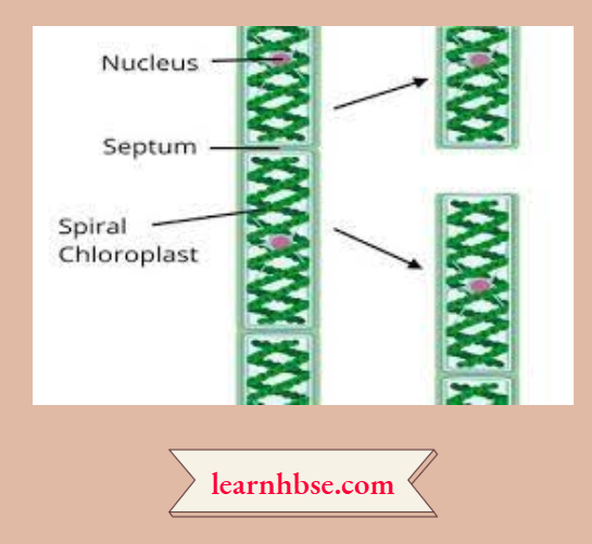 HBSE Solutions Class 10 Biology Chapter 2 The Division In Spirogyra