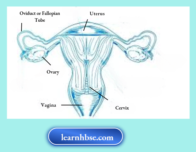 HBSE Solutions Class 10 Biology Chapter 2 The Female Reproductive System