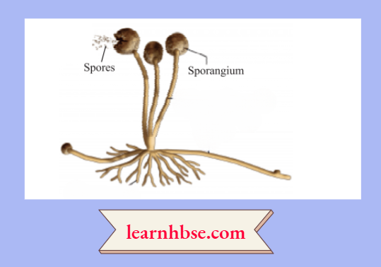 HBSE Solutions Class 10 Biology Chapter 2 The Formation Of Spores In Rhizopus