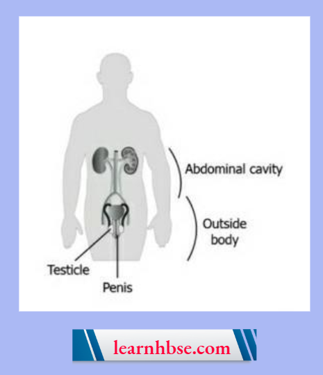 HBSE Solutions Class 10 Biology Chapter 2 The Male Reproductive System Outside Abdominal Cavity