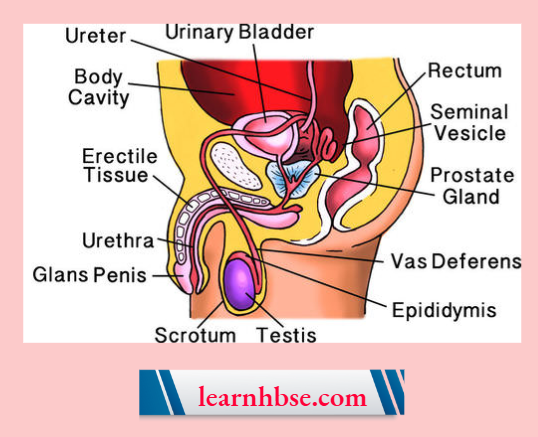 HBSE Solutions Class 10 Biology Chapter 2 The Male Reproductive System