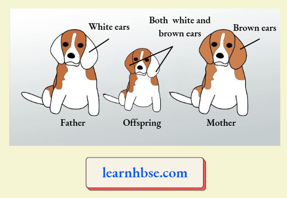 HBSE Solutions Class 10 Biology Chapter 2 The Model Of A family Of Dogs