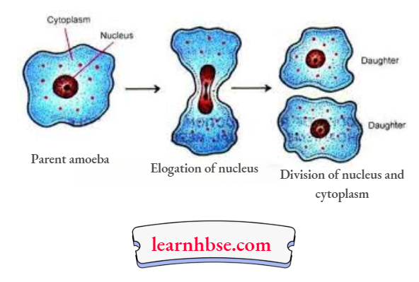 HBSE Solutions Class 10 Biology Chapter 2 The Process Of Binary Fission In Amoeba