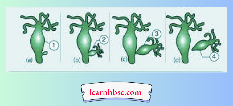 HBSE Solutions Class 10 Biology Chapter 2 The Process Of Budding In Hydra