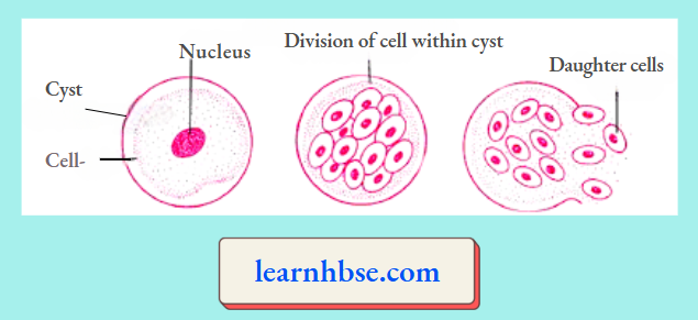 HBSE Solutions Class 10 Biology Chapter 2 The Process Of Division In Plasmodium