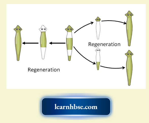 HBSE Solutions Class 10 Biology Chapter 2 The Process Of Regeneration In Planaria