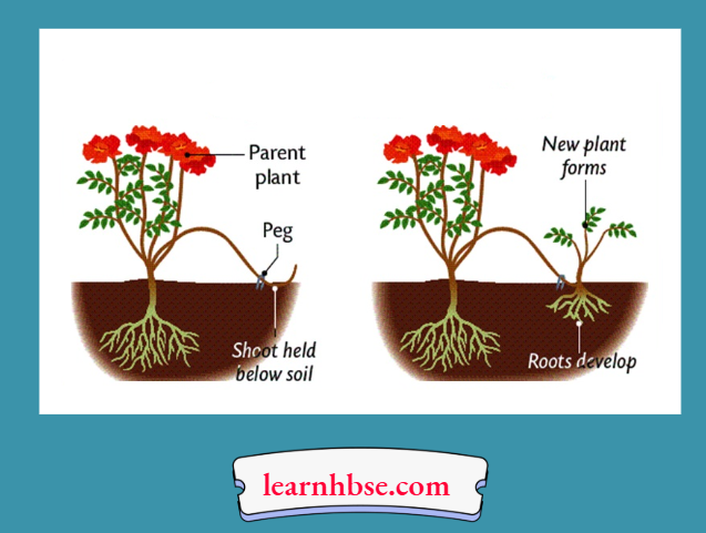 HBSE Solutions Class 10 Biology Chapter 2 The Process Of Vegetative Propagation In A Plant