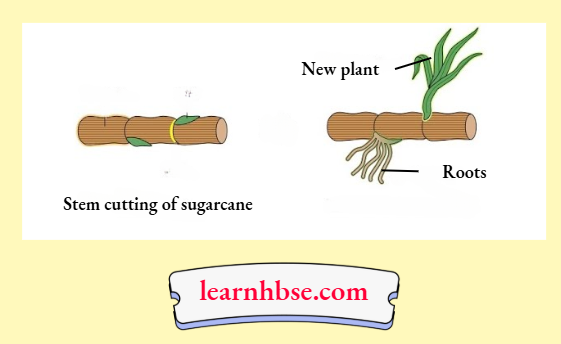 HBSE Solutions Class 10 Biology Chapter 2 The Production Of A New Sugarcane From An Existing Sugarcane Plant