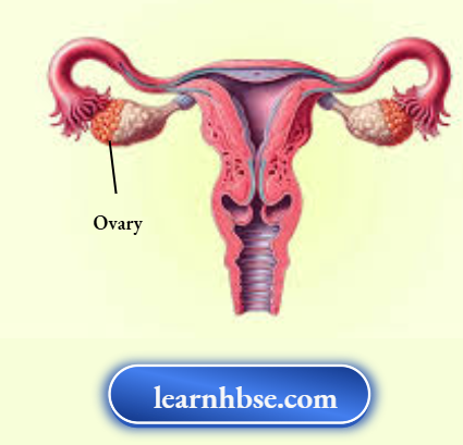 HBSE Solutions Class 10 Biology Chapter 2 The Reproductive Organ In Females