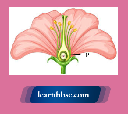 HBSE Solutions Class 10 Biology Chapter 2 The Structure Of A Flower