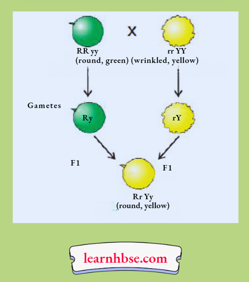 HBSE Solutions Class 10 Biology Chapter 3 Dominant Trait And Recessive Trait