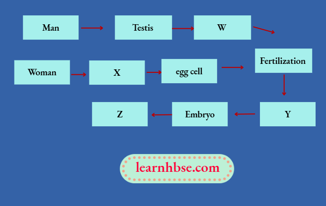 HBSE Solutions Class 10 Biology Chapter 3 Fertilization And Implantation Are The Most Critical Events In The Reproduction Process