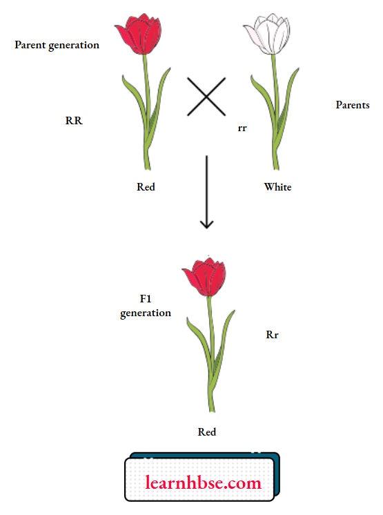 HBSE Solutions Class 10 Biology Chapter 3 Mendel's Law Of Segregation
