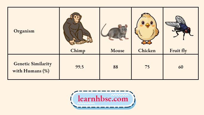 HBSE Solutions Class 10 Biology Chapter 3 The Extent Of Similarity In The Dna Of Humans And The Organisms