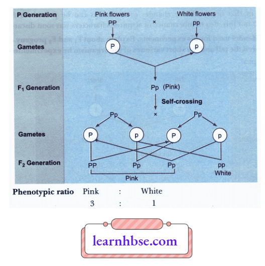 HBSE Solutions Class 10 Biology Chapter 3 The Ratio Of Pink White Flowers In The F2 Generation