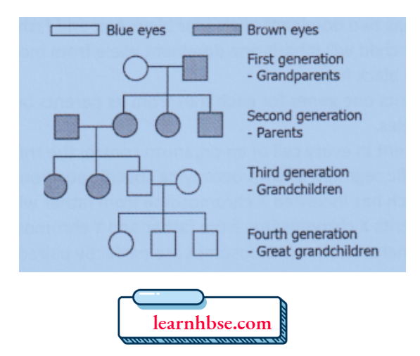 HBSE Solutions Class 10 Biology Chapter 3 The Traits Present Across Generations Of A Family