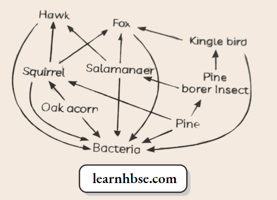 HBSE Solutions Class 10 Biology Chapter 5 A Food Web