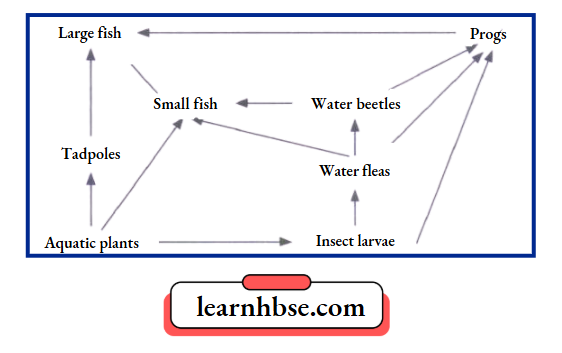 HBSE Solutions Class 10 Biology Chapter 5 Food Web