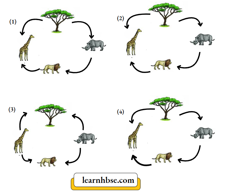 HBSE Solutions Class 10 Biology Chapter 5 Organisms Including Plants, Animals And How They Get Energys