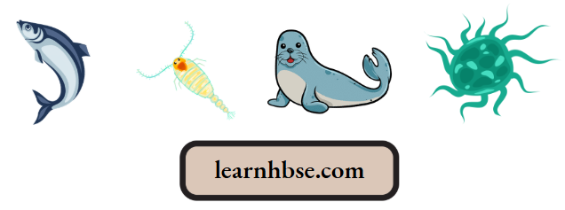 HBSE Solutions Class 10 Biology Chapter 5 Trophic Levels In A Food Chain